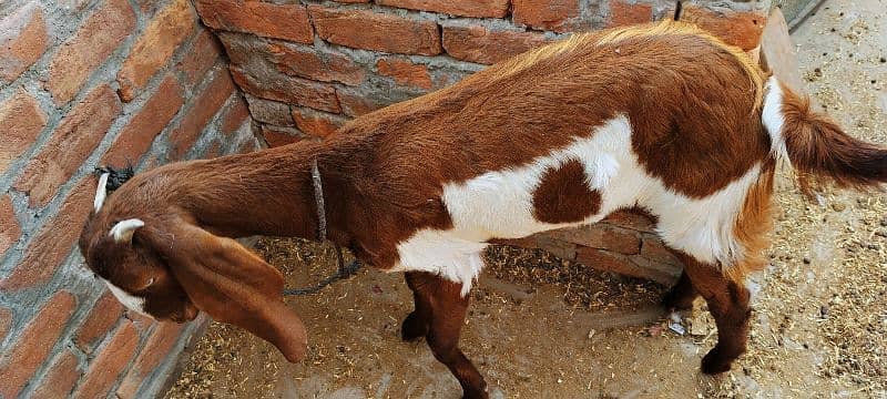 Bakri for sale 2