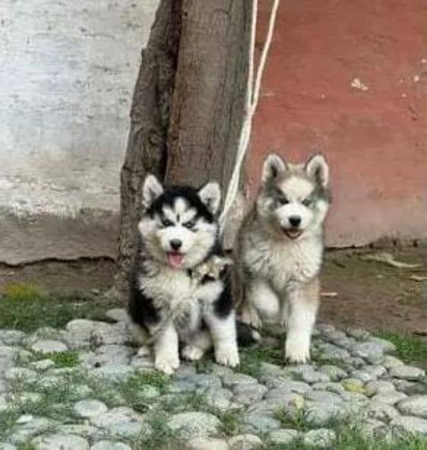 Siberian Husky puppies for sale 0