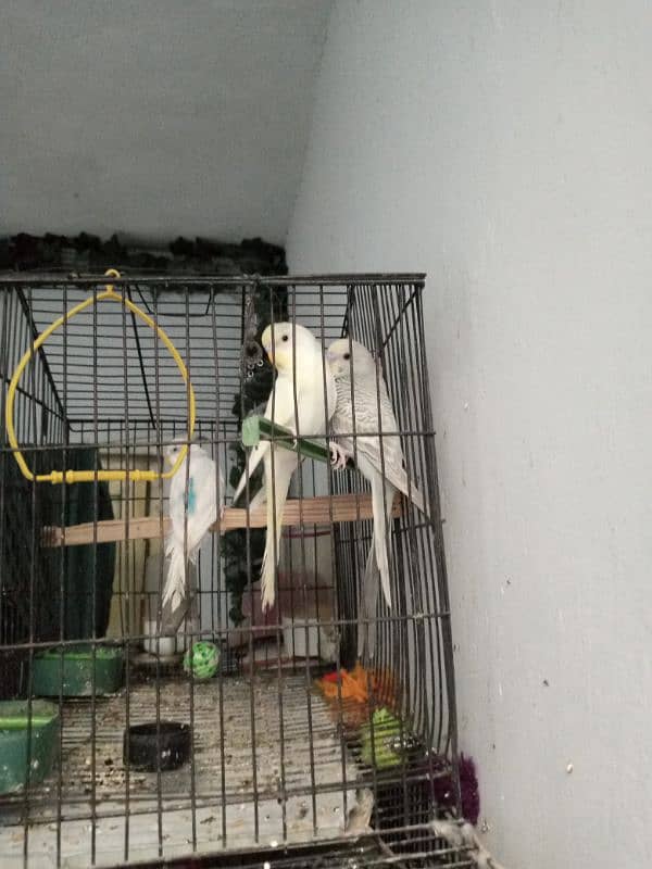 Parrot (Totay) 0