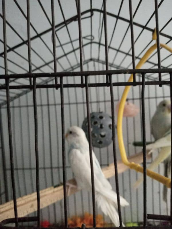 Parrot (Totay) 2