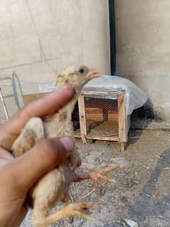 pure aseel chicks available & pathay pathian