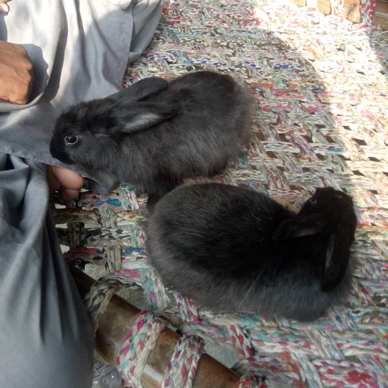 pair angora rabbit 0