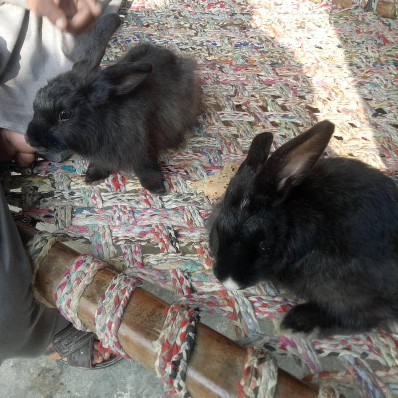 pair angora rabbit 1