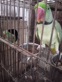 Raw parrots available for sale