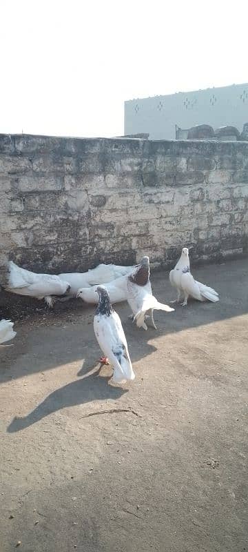 Fancy pigeons 4