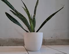 Beautiful Vase with Indoor Snake Plant