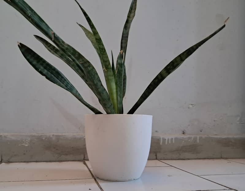 Beautiful Vase with Indoor Snake Plant 0