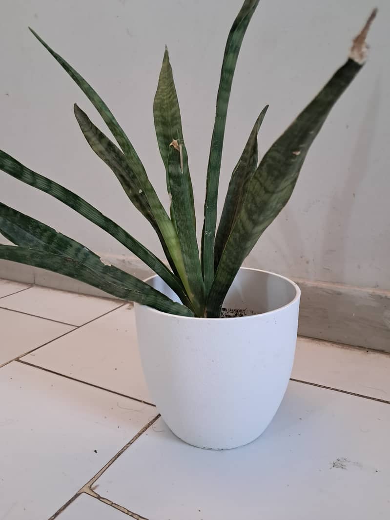 Beautiful Vase with Indoor Snake Plant 3