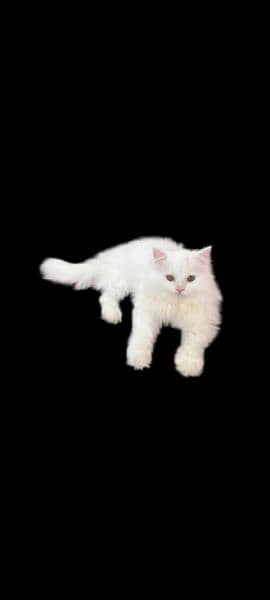 1 year Persian cat triple coated 0