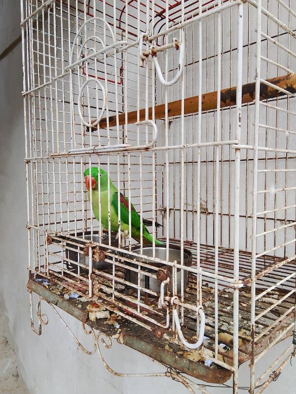 raw kashmiri parrot 0