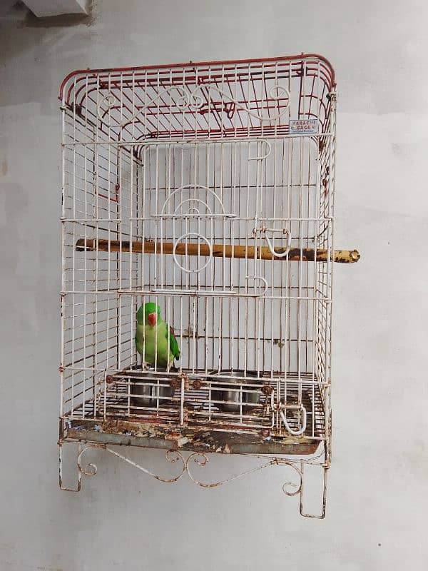 raw kashmiri parrot 1