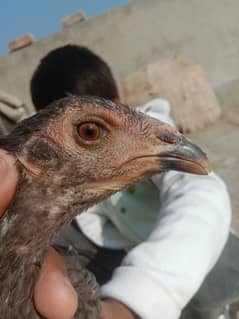 Aseel thai chicks for sale age 4 month 03297535706