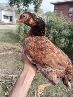 aseel female hen