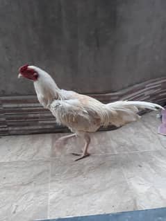 aseel male 2 months full white colour