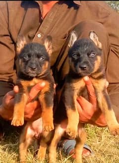 German Dabal coat male female available for sale