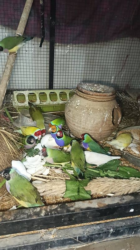 Gouldian Finch Breeder Pairs 0