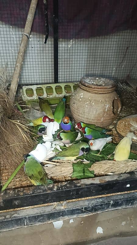 Gouldian Finch Breeder Pairs 2