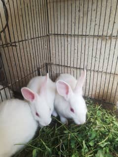 white red eyes bunnies for urgent sale