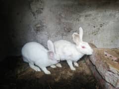 white red eyes bunnies for urgent sale