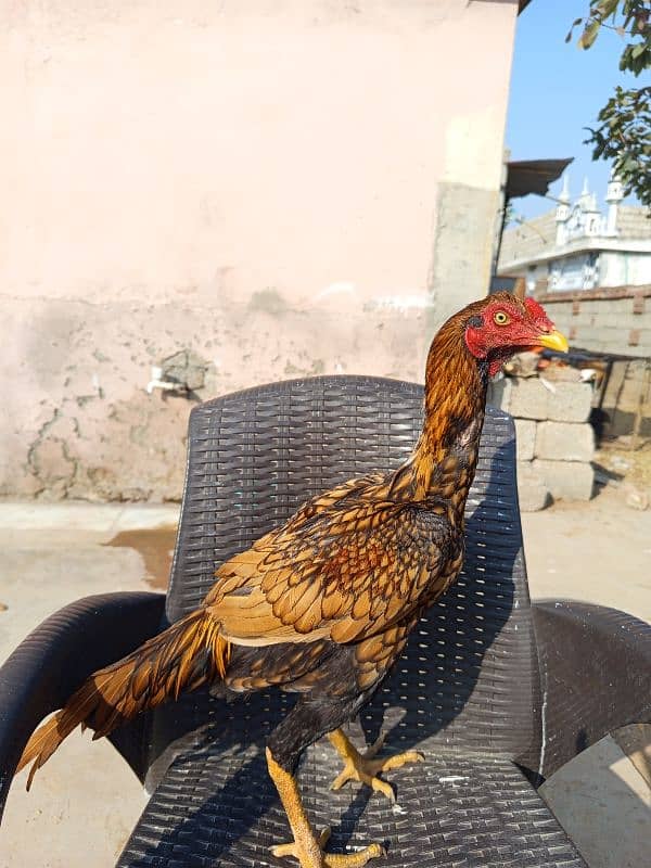 mianwali aseel murga sale Karna ha home bread ha 1