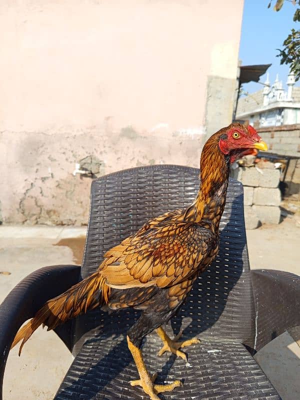 mianwali aseel murga sale Karna ha home bread ha 2