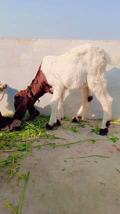 bakri