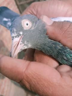 teddy pair. red eyes kamagr chicks. rampuri ferozpuri pair