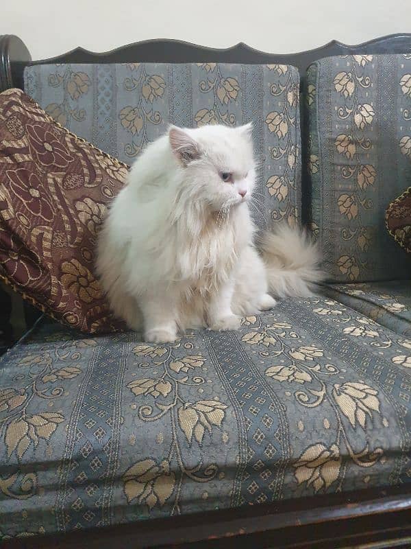 original Persian 1year age 1