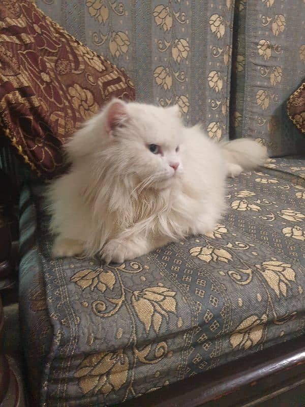 original Persian 1year age 2