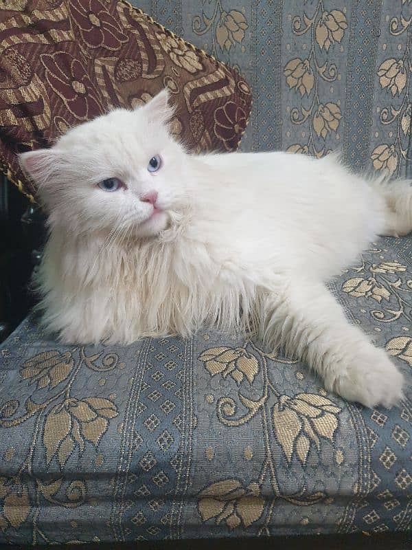 original Persian 1year age 3