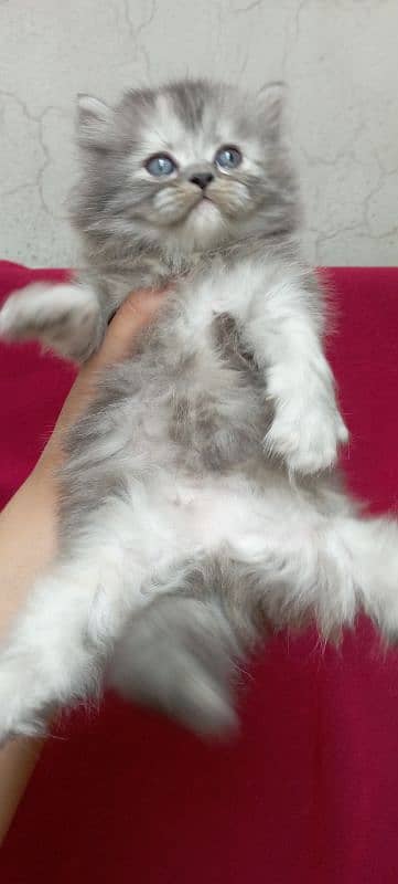 Persian kitten 5