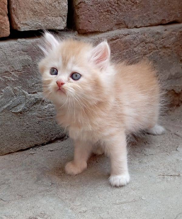 Persian kitten 7