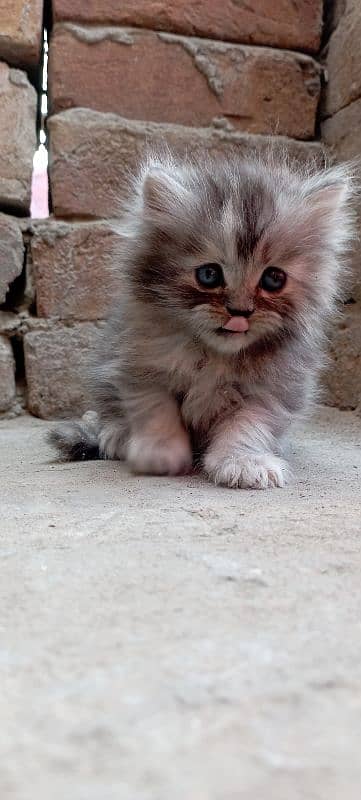 Persian kitten 9