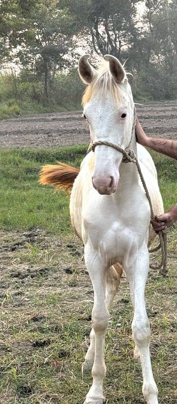 Nukra Vachera/colt 9 months horse 3