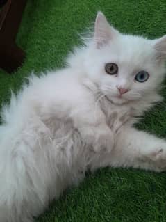 Persian male kitten odd eye colour