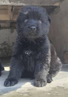 black ten/black German Shepherd puppies| Long Coat puppy | Dog | GSD