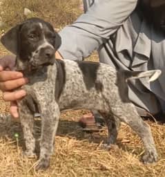 pointer female available