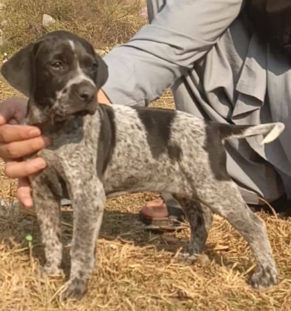 pointer female available 0