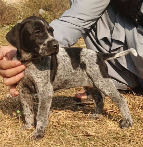 pointer female available 1