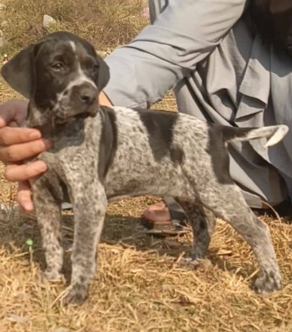 pointer female available 2