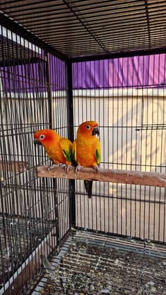 sunconure