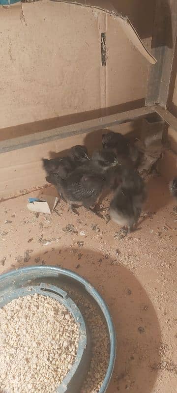 Ayam ciyamani breeder pair, chicks,white jacobin breeder , available 0