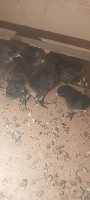 Ayam ciyamani breeder pair, chicks,white jacobin breeder , available 2