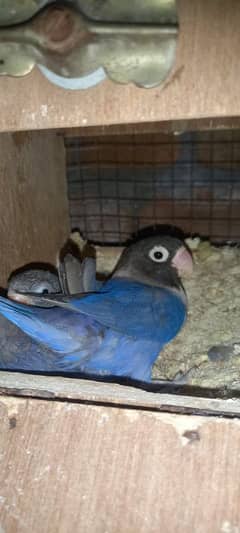 love bird confirm breeder pair for sale