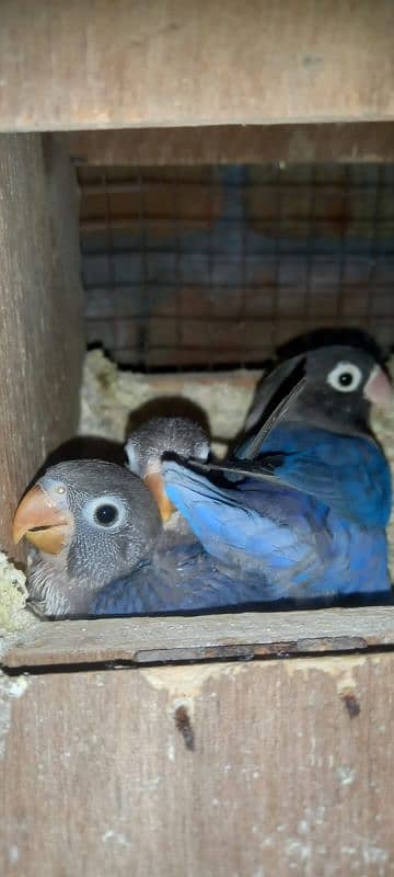 love bird confirm breeder pair for sale 1