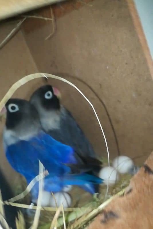 love bird confirm breeder pair for sale 2