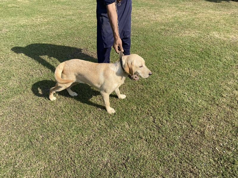 Labrador pedigree female Pup3 months old 0