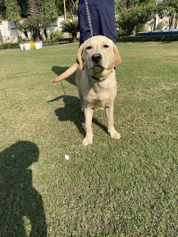 Labrador pedigree female Pup3 months old 1