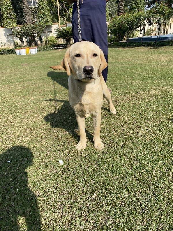 Labrador pedigree female Pup3 months old 2