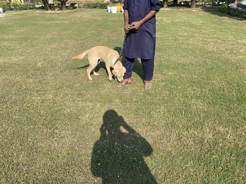 Labrador pedigree female Pup3 months old 3